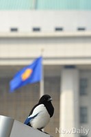 [포토]민족의 대명절 설을 앞두고 국회에 날아든 까치 한 마리