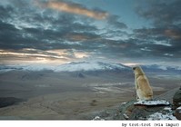 사색하는 개, 히말라야의 절경에 빠져버렸나?