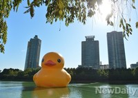 [포토] 석촌호 찾은 러버덕, 가을햇살이 좋아