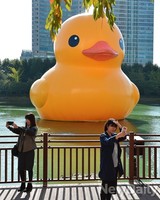 [포토] 석촌호수에 뜬 '러버덕'과 인증샷