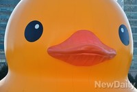 [포토] 한국 찾은 러버덕, 이렇게 생겼다