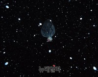 [포토] 눈내리는 밤, 北으로 향하는 대북전단