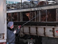 [포토] 축산관련 차량 및 도축장 일제소독