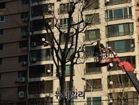 [포토] 영등포구 겨울철 가지치기 작업 실시