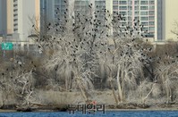 [포토] 한강 밤섬, 가마우지 배설물로  '백화현상'