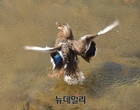 [포토] 청계천 오리, 힘찬 날갯짓