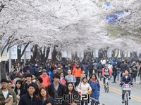 [포토] 여의도 윤중로 벚꽃 만개