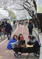 [포토] 만개한 여의도 벚꽃길 '아이들과 추억을'