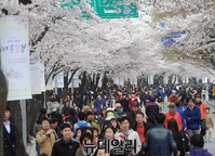 [포토] 차량 통제된 윤중로 벚꽃길