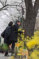 [포토] 봄꽃 가득한 여의도 윤중로