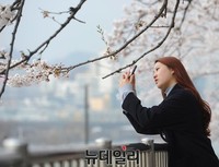 [포토] 윤중로 벚꽃길 '추억 담는 시민'