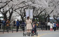 [포토] 여의도 윤중로 벚꽃길 차량통제 '벚꽃 천국'