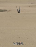 [포토] 소양강댐 수위152.29m, 모습드러낸 성황당나무