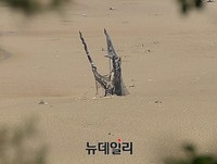 [포토] 38년만에 모습 드러낸 소양강 성황당나무