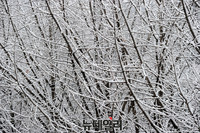 [포토] 눈 맞은 가로수