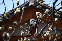 [포토] 삼청동의 봄을 알리는 목련꽃
