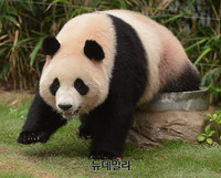[포토] 에버랜드 판다 만난 동자승