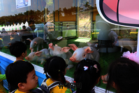 '고령대가야체험축제'에서 '돼지생태 체험관'으로 놀러오세요