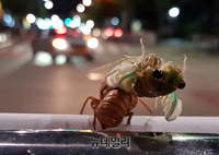 [포토] 현수막 가장자리서 탈피하는 매미