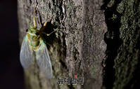 [포토] 쁘라삐룬 지나가니 우화(羽化)하는 매미