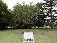 [포토] 평양 백화원초대소에 심은 모감주나무