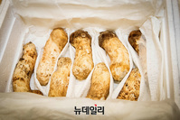 [포토] 북한 김정은에게 선물 받은 송이버섯