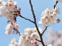 [포토] 여의도에 '봄'이 왔어요