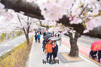 [포토] 우산 들고 벚꽃축제 즐기는 시민들