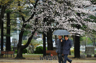 [포토] 비 내리는 점심시간...오후부터 눈·비 그친 뒤 쌀쌀