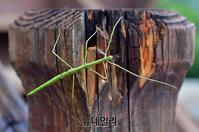 [포토] 대벌레 대규모 출몰에 지속적 방제 실시하는 은평구