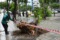 [포토] 태풍 '마이삭' 영향으로 쓰러진 가로수