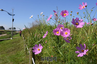 [포토] 맑은 가을하늘과 만난 코스모스