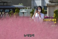 [포토] 핑크빛 물든 조계사 '국화향기 나눔전' 개최