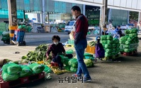 [포토] 긴 장마에 배추가격 급등..1포기 만원 금(金)배추 