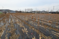 [포토] 'LH 직원 투기 의혹' 시흥 부지, 매말라 버린 작물들
