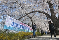 [포토] 만개한 벚꽃..31일부터 여의도 벚꽃길 통제