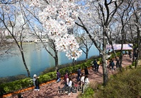 [포토] 벚꽃구경으로 붐비는 석촌호수, 4월 1일부터 임시폐쇄
