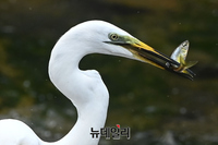 [포토] 무더위 속 사냥하는 청계천 백로