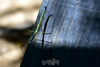 [포토] 올해도 은평 봉산에 출몰한 대벌레