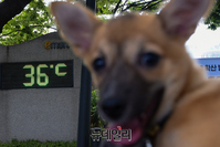 [포토] '무더위' 속 휴식 취하는 반려견