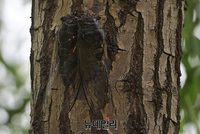 [포토] 한풀 꺾인 무더위...짝짓기 시도하는 매미 한쌍