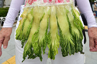 [포토] 배춧잎 투표지 퍼포먼스 "4.15총선 부정선거 의혹 규명하라"