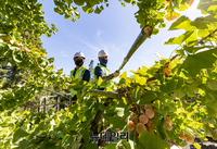 [포토] 서울시, 은행나무 열매 조기 채취