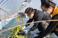 [포토] 성주서 참외모종 심기 체험하는 이재명