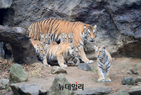 [포토] 임인년 맞아 산책하는 '아름·다운·우리·나라·강산' 호랑이 가족