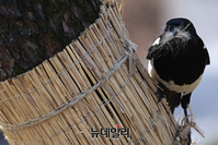 [포토] 5년 만에 맞은 봄… 겨울이 끝나니 까치가 집을 지었다