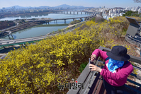 [포토] 서울 응봉산에 활짝 핀 개나리
