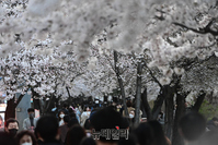 [포토] 코로나 사태 이후 3년만에 윤중로 벚꽃길 개방