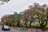 [포토] 벚꽃엔딩...여의도 벚꽃길 교통통제 해제