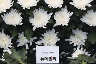 [포토] '이태원 압사사고' 합동분향소에 놓인 편지